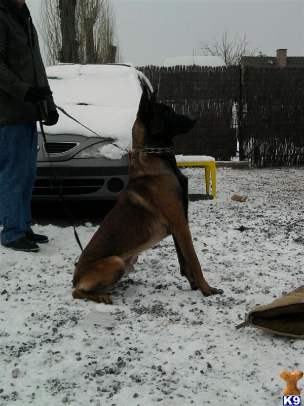 Dogs for Sale in VA